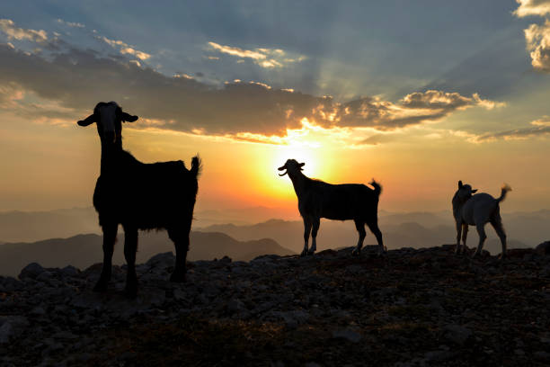 istock small livestock jobs in spring and high mountains range 984347700