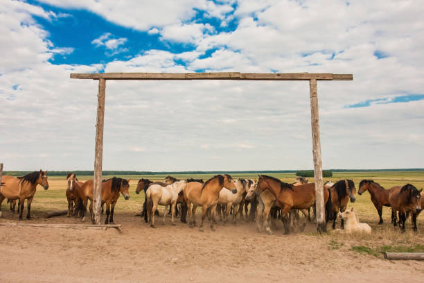 una mandria di cavalli al pascolo - livestock horse bay animal foto e immagini stock