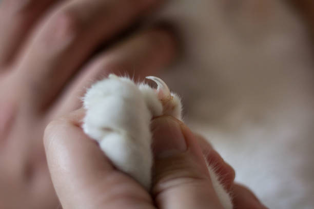 coger pies de gatos antes de intentar un recorte de uñas. - fur trim fotografías e imágenes de stock