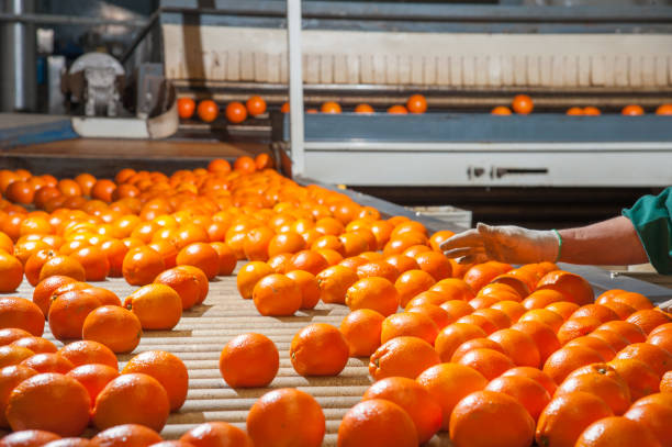 istock The working of citrus fruits 984348992