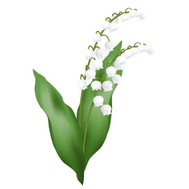 Lily of the valley flowers, realistic vector illustration. Lily of the valley flowers (may bells, Convallaria majalis). Realistic vector illustration isolated on white background. lily of the valley garden stock illustrations