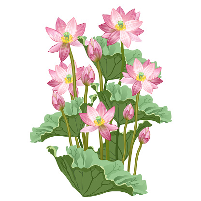 Lotus flowers. Hand drawn vector illustration of lotus plant (Nelumbo nucifera) on white background.