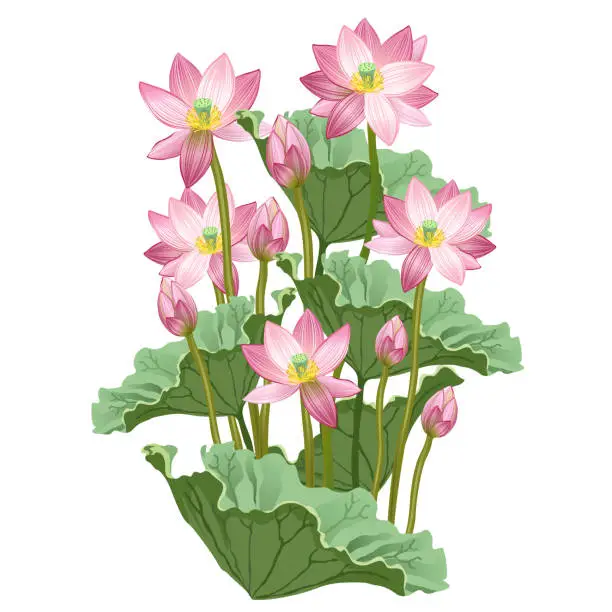Vector illustration of Lotus flowers, hand drawn vector illustration.