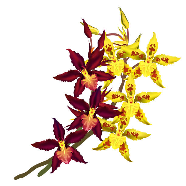 cambria orchideen mit dunklen roten und gelben blüten, hand gezeichnete vektor-illustration. - orchid red flower head white background stock-grafiken, -clipart, -cartoons und -symbole