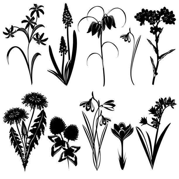 ilustrações, clipart, desenhos animados e ícones de conjunto de silhuetas de flores de primavera, ilustrações vetoriais. - snowdrop lily silhouette black