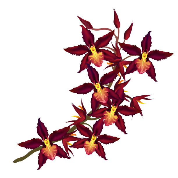 cambria orchidee mit dunklen roten blüten, vektor-illustration von hand gezeichnet. - orchid red flower head white background stock-grafiken, -clipart, -cartoons und -symbole