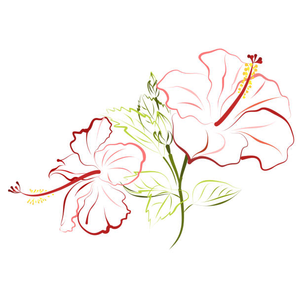 Hibiscus flowers, hand drawn vector illustration. Hibiscus (shoe flower, china rose). Hand drawn vector illustration of hibiscus flowers on white background. rosa chinensis stock illustrations
