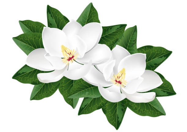 illustrazioni stock, clip art, cartoni animati e icone di tendenza di fiori di magnolia bianca, illustrazione vettoriale realistica. - magnolia