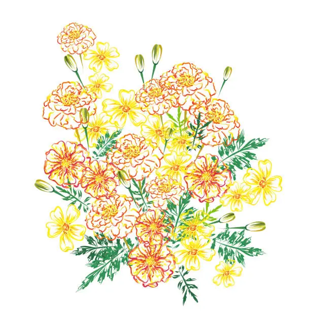 Vector illustration of Marigold flowers, hand drawn vector sketch.