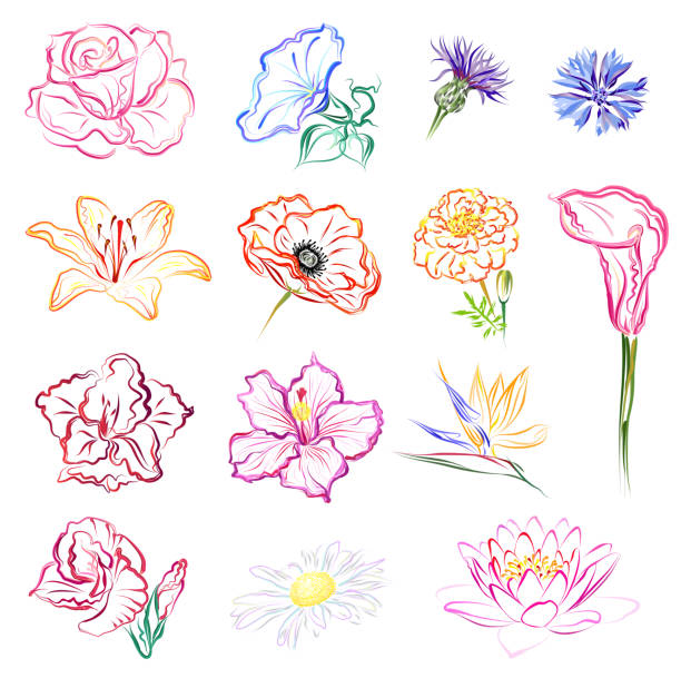 Set of flowers, hand drawn vector brush sketches. Flowers (rose, morning glory, cornflowers, lily, poppy, marigold, calla, gladiolus, hibiscus, strelitzia, daisy, lotus). Set of hand drawn stylized vector brush flower sketches on white background. rosa chinensis stock illustrations
