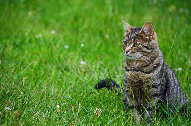 istock The cat walks in the fresh air 984355268