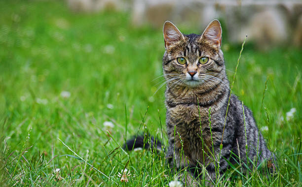 istock The cat walks in the fresh air 984355270