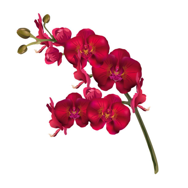 rote orchidee blüht, realistische vektor-illustration. - orchid red flower head white background stock-grafiken, -clipart, -cartoons und -symbole