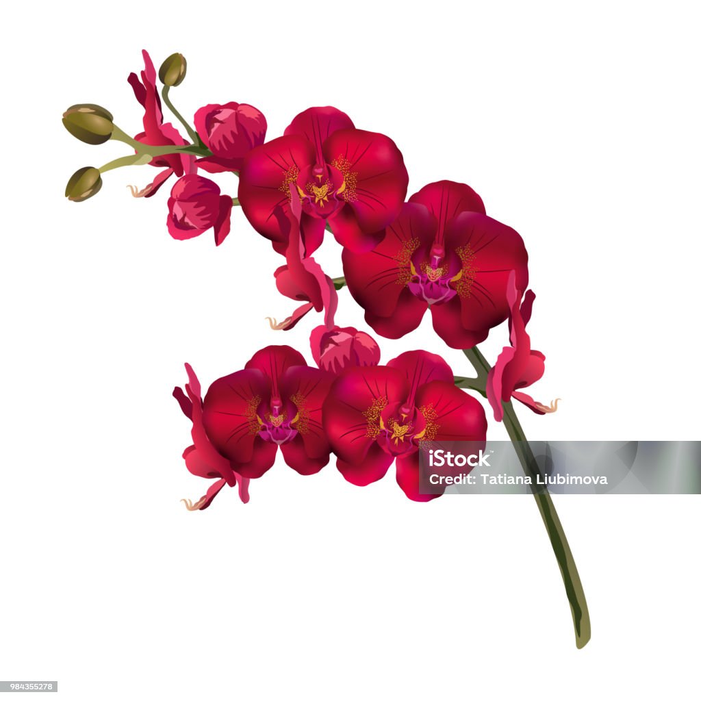 Ilustración de Flores Orquídeas Rojas Realista Vector Ilustración y más Vectores Libres de Derechos de Orquídea - iStock Ilustración de Flores Orquídeas Rojas Realista Vector Ilustración y más Vectores Libres de Derechos de Orquídea - iStock