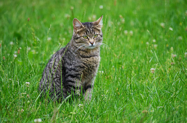 istock The cat walks in the fresh air 984355286