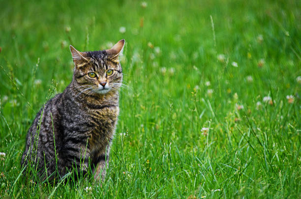 istock The cat walks in the fresh air 984355330