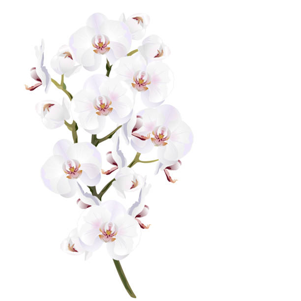 weiße orchidee blüht, realistische vektor-illustration. - moth orchid stock-grafiken, -clipart, -cartoons und -symbole