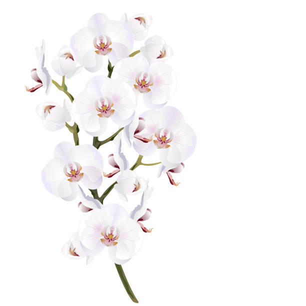 White orchid flowers, realistic vector illustration. White orchid flowers (Phalaenopsis). Realistic vector illustration isolated on white background. orchid white stock illustrations