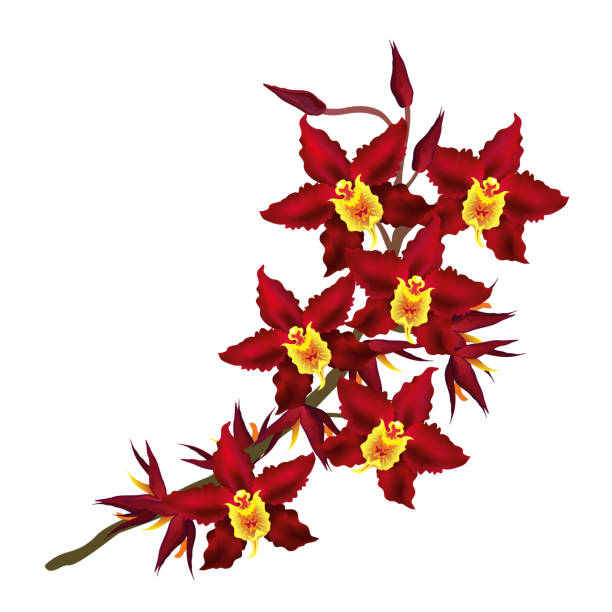 cambria orchidee mit dunklen roten blüten, vektor-illustration von hand gezeichnet. - orchid red flower head white background stock-grafiken, -clipart, -cartoons und -symbole