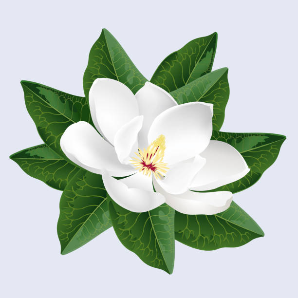 illustrations, cliparts, dessins animés et icônes de fleur de magnolia blanc, illustration vectorielle réaliste. - magnolia blossom