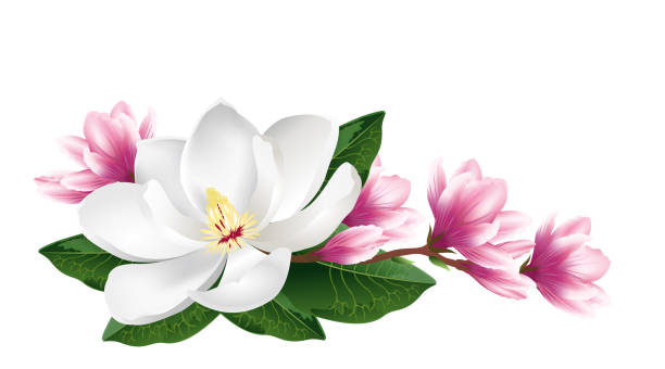 Pink and white magnolia flowers, realistic vector illustration. Pink and white magnolia flowers. Realistic hand drawn vector brush illustration isolated on white background. magnolia white flower large stock illustrations