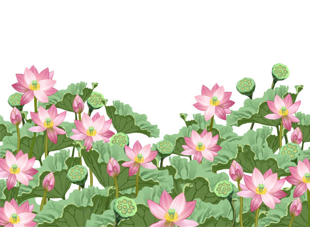 illustrazioni stock, clip art, cartoni animati e icone di tendenza di fiori di loto con foglie e baccelli di semi, illustrazione vettoriale disegnata a mano. - water lily lotus flower water