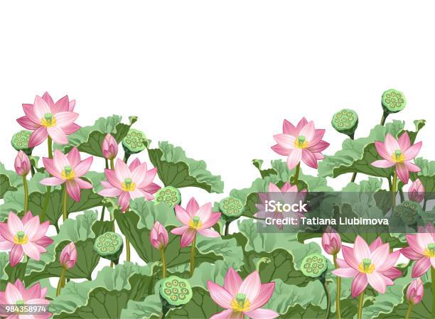 Lotus Flowers With Leaves And Seed Pods Hand Drawn Vector Illustration Stock Illustration - Download Image Now