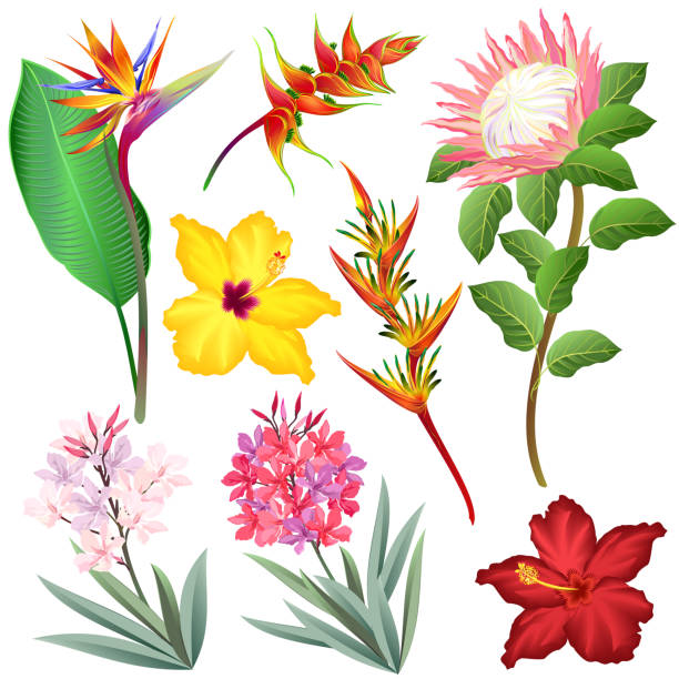 Exotic flowers, set of hand drawn vector illustrations. Exotic flowers (strelitzia, heliconia, protea, oleander, hibiscus). Set of hand drawn vector illustrations on white background. rosa chinensis stock illustrations