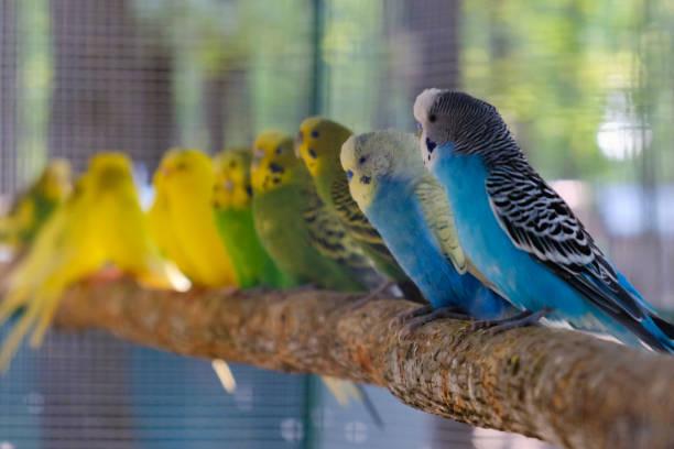 istock Lovebird parrots sitting together on a tree branch 984364744