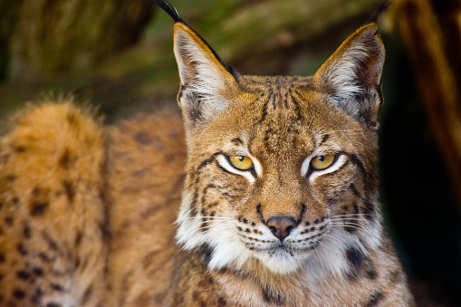 A Lynx close up portrait with its eyes looking at the camera on  a hot summer day. It is in an enclosure at the Cat Survival Trust Centre at Welwyn.  The trust does a huge amount to protect and rehome big cats from failing zoos or private collectors and is part of the world wide cat breeding programme.