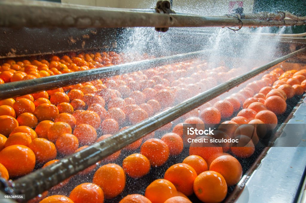 The working of citrus fruits The process of washing and cleaning of citrus fruits in a modern production line Food Processing Plant Stock Photo