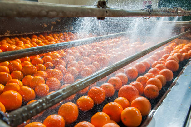 The working of citrus fruits The process of washing and cleaning of citrus fruits in a modern production line food processing plant stock pictures, royalty-free photos & images