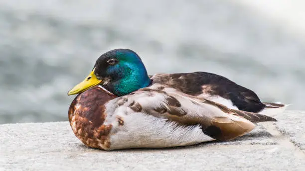 Beautiful portrait of one plumed drake sitting on a stone bank of a river. Cute colored waterbird resting on a paved pier