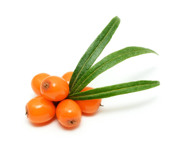 Sea buckthorn berries branch with leaves
