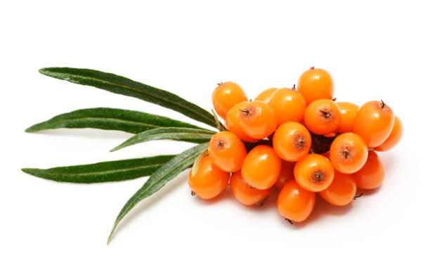 istock Sea buckthorn berries branch with leaves 984370870