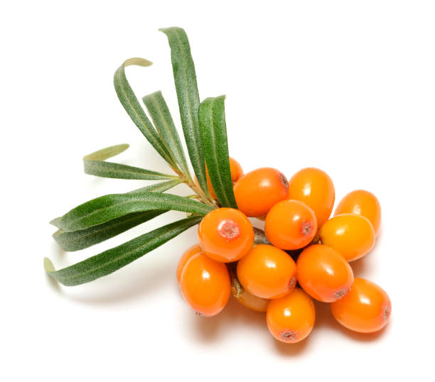 istock Sea buckthorn berries branch with leaves 984370878