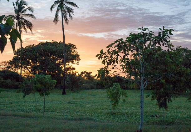 sunset among trees of Africa