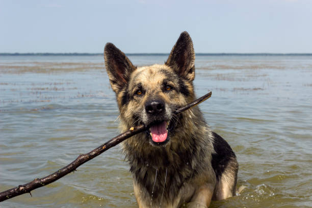 川の杖で遊んで濡れた犬クローズ アップ - german shepherd animal black purebred dog ストックフォトと画像