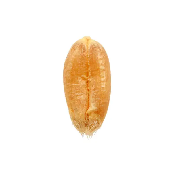 Photo of Wheat grain