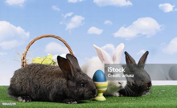 Conejo De Pascua Foto de stock y más banco de imágenes de Alegría - Alegría, Alimento, Animal