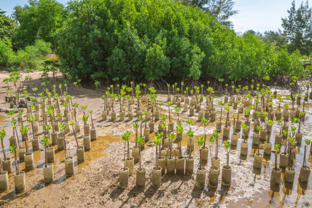 plantation de remplacement de mangroves. cela réduit le problème de l’érosion côtière et créer un habitat pour la surface aquatique. - photography cloud plantation plant photos et images de collection