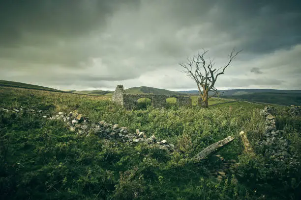 The picture was taken in the Peak District National Park. It presents the ruins of an old house and a lonely tree.