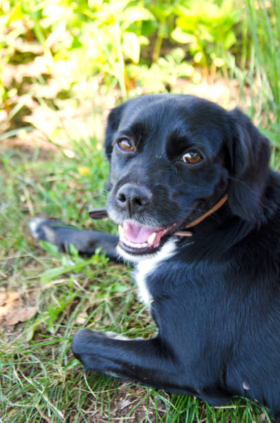 istock cute black dog looks between his paws 984432356