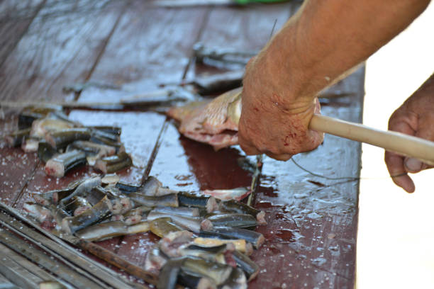 istock Chef puts Carp on a stick to smoke it on the fire 984440772