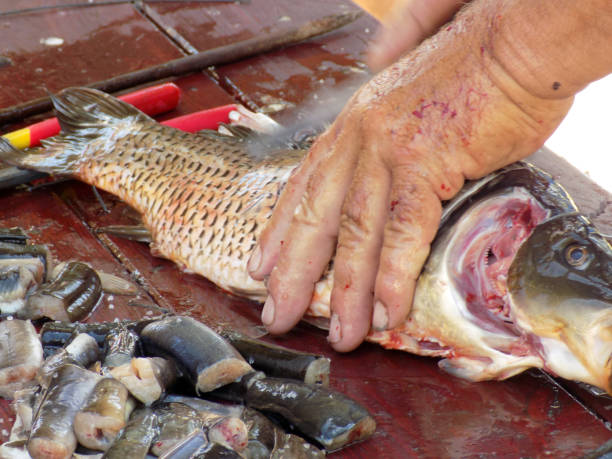 istock Chef cuts Carp to smoke it on the fire 984441830