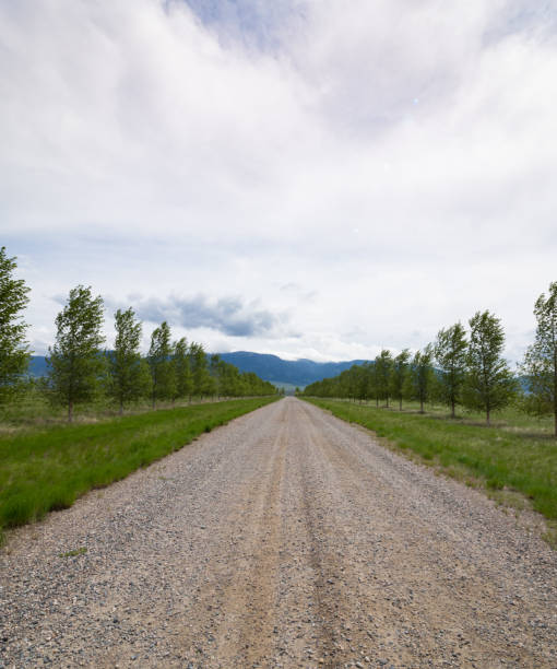 istock Vertical Image of a Tree-Lined Gravel Road Leading to the Distant Blue Mountains 984445336