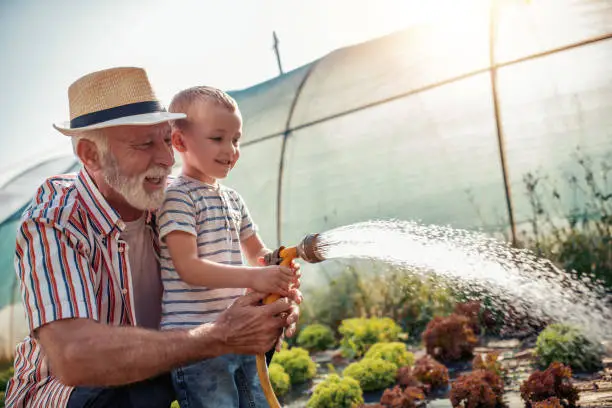 Grandfather with his grandson working in the garden,watering salads.