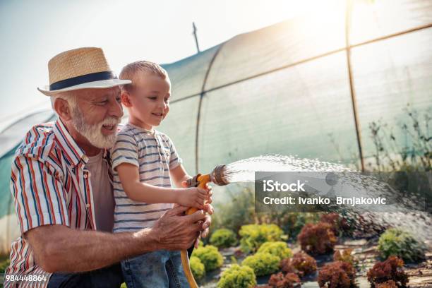 Foto de Avô Com Seu Neto Trabalhando No Jardim e mais fotos de stock de Avós e Avôs - Avós e Avôs, Terceira idade, Neto - Família