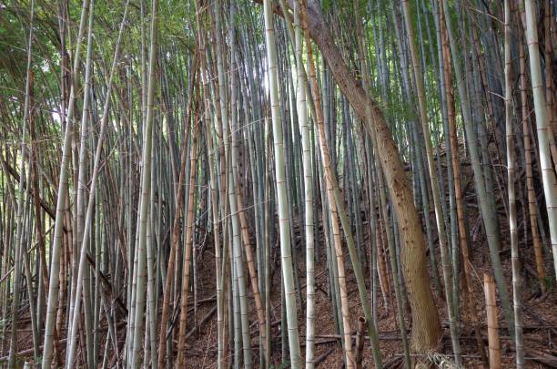 istock Bamboo grove, forest in Gunma prefecture Japan 984459610
