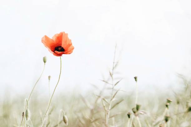 가시양귀비 - poppy field flower meadow 뉴스 사진 이미지